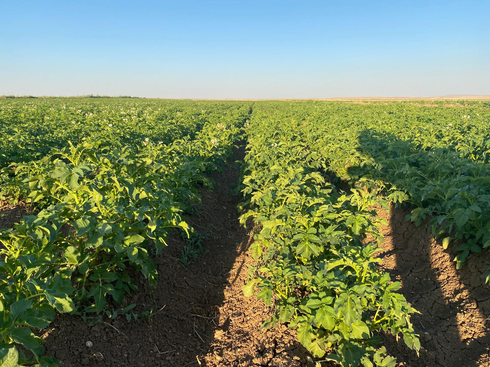 Patates için gübreleme yapılan verimli tarım arazisi
