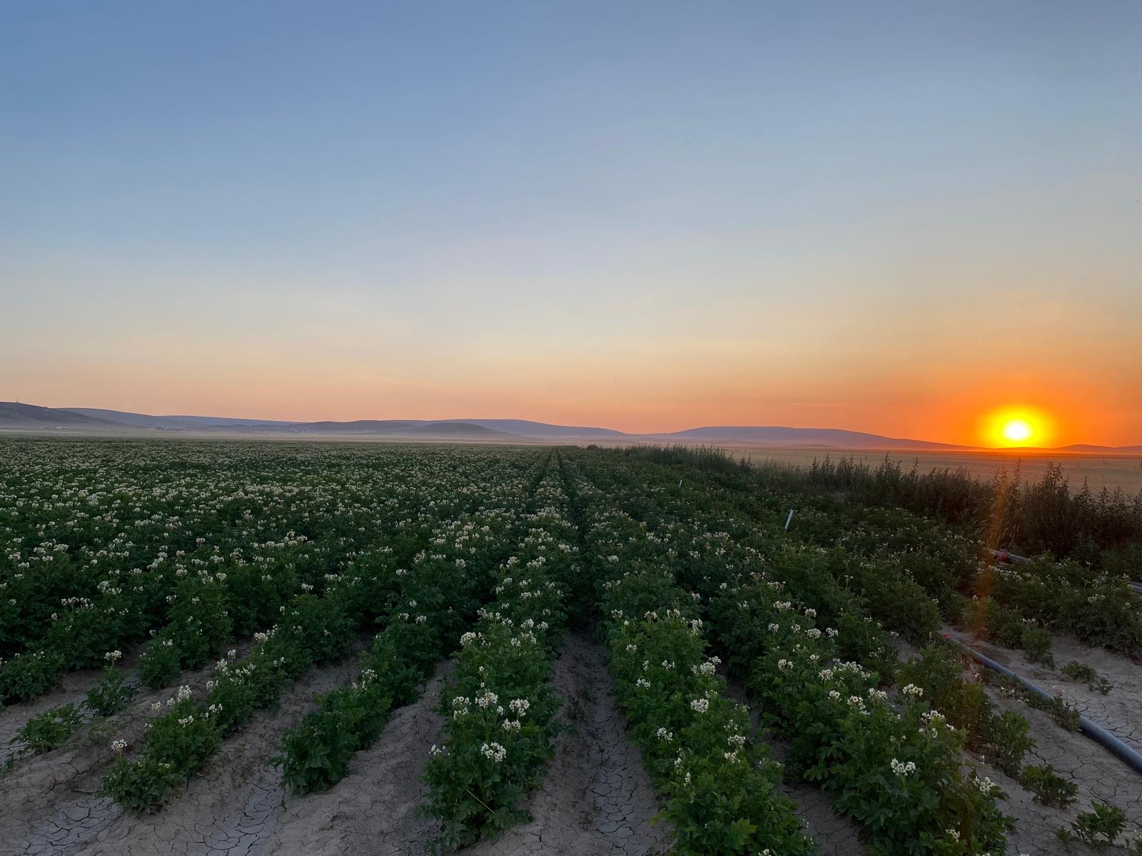 Patates için en iyi gübre uygulanan tarım arazisi