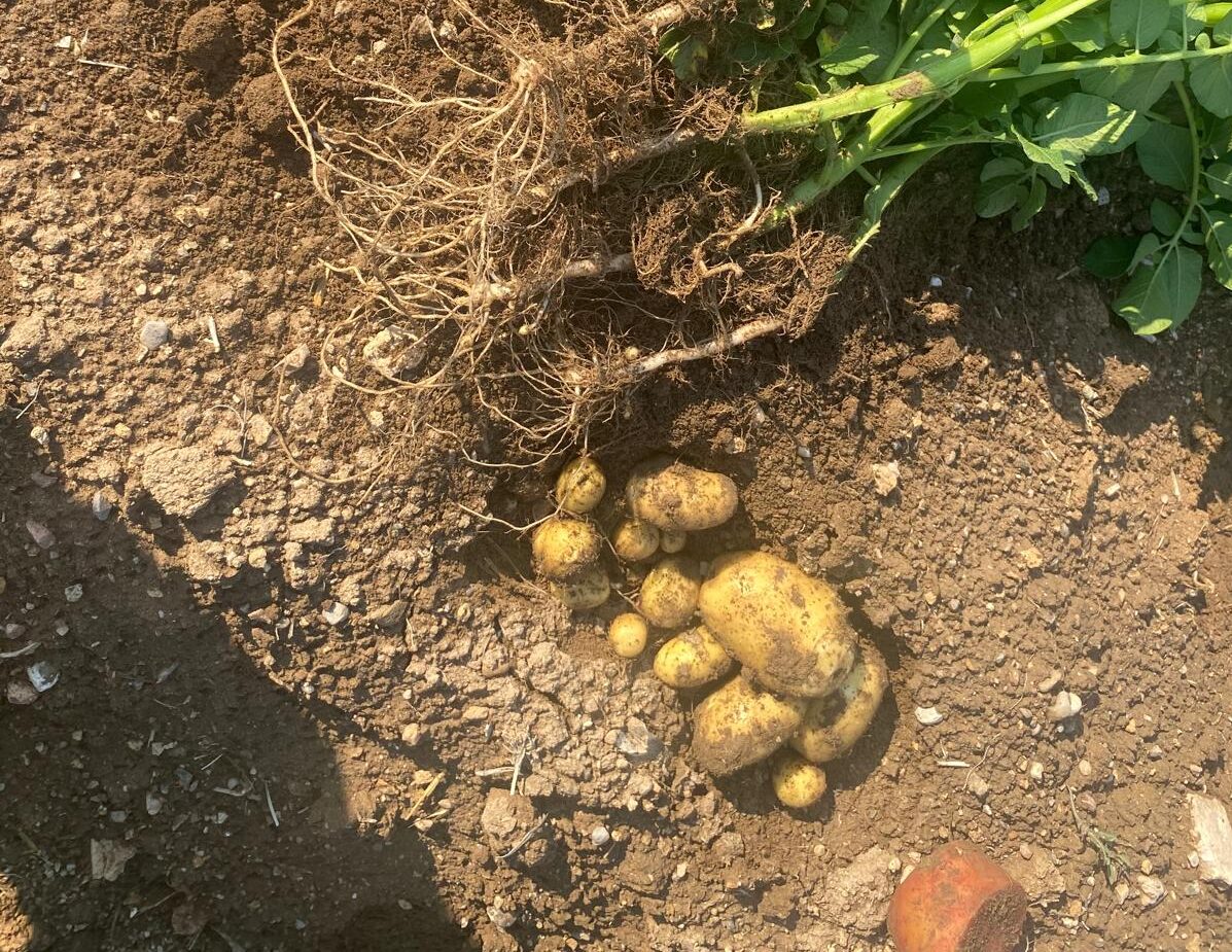 Patates gübresi fiyatları ve gübreleme programı