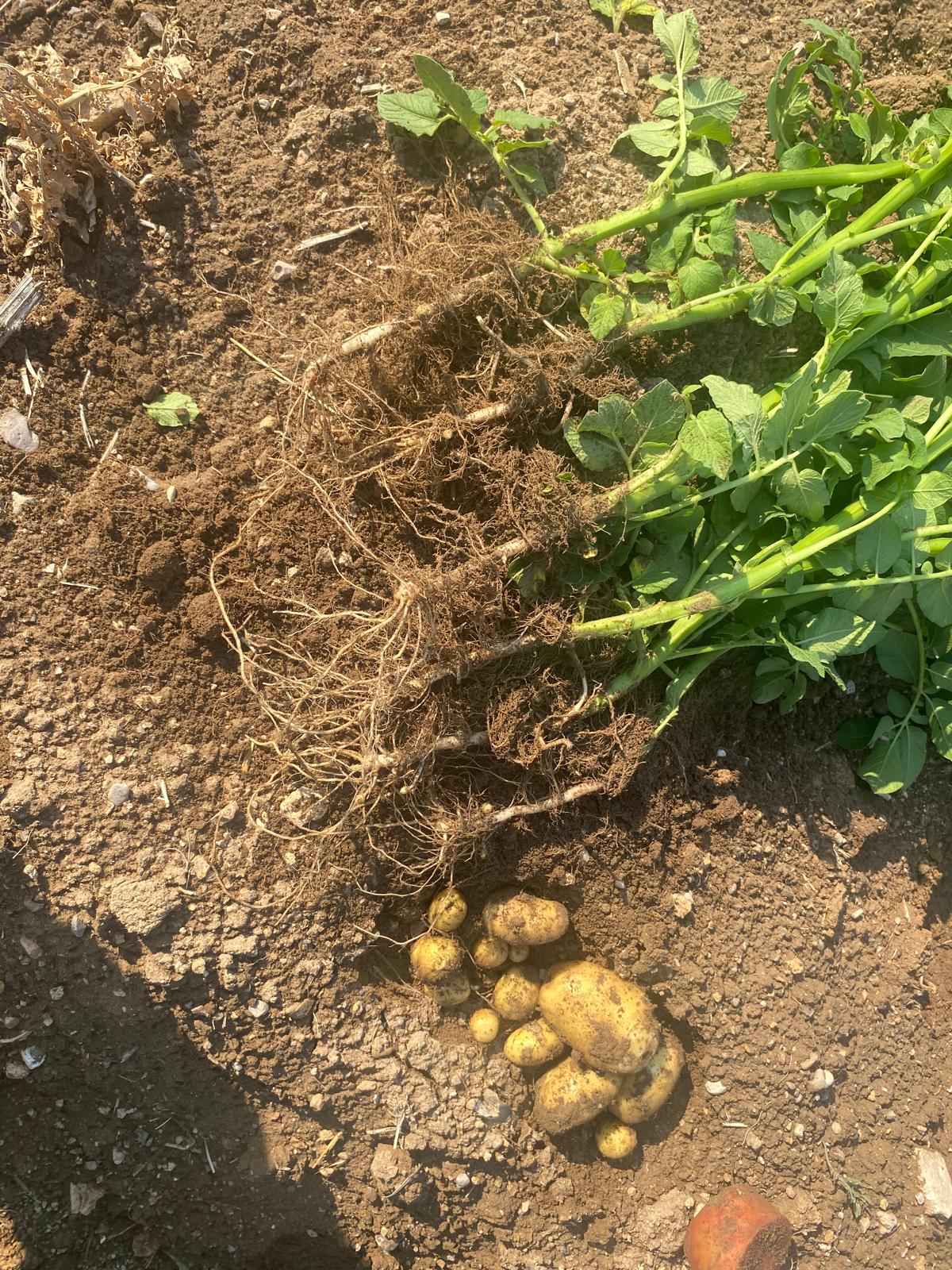 Patates gübresi fiyatları ve gübreleme programı