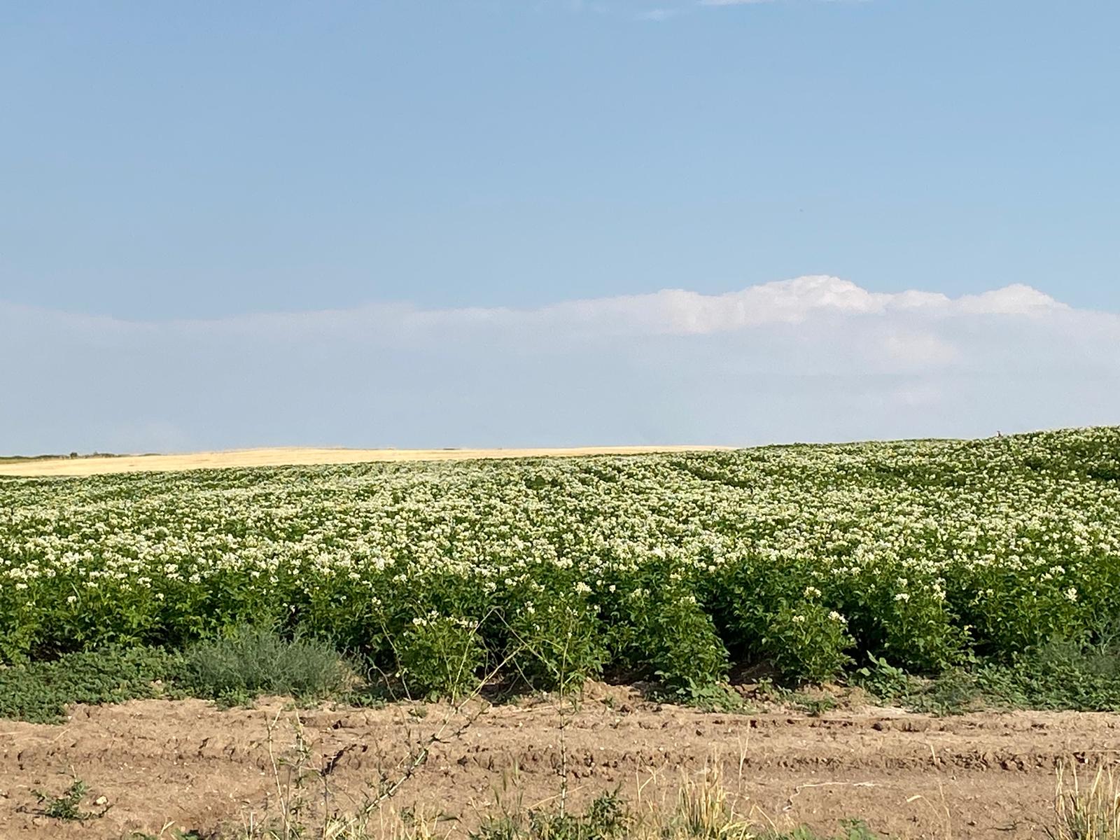 Patates gübreleme programı uygulanan tarım arazisi