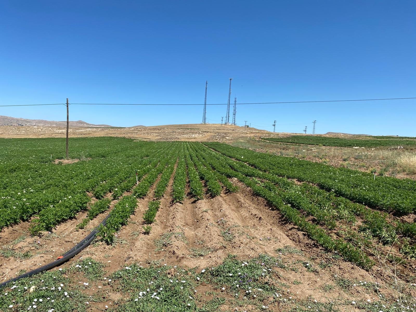 Patates gübre önerisi ve patates gübreleme programı