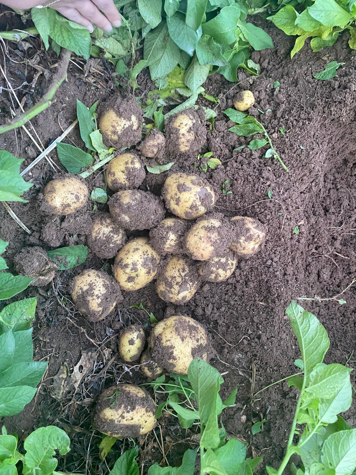 Patates ne zaman gübrelenir ve patates gübreleme programı