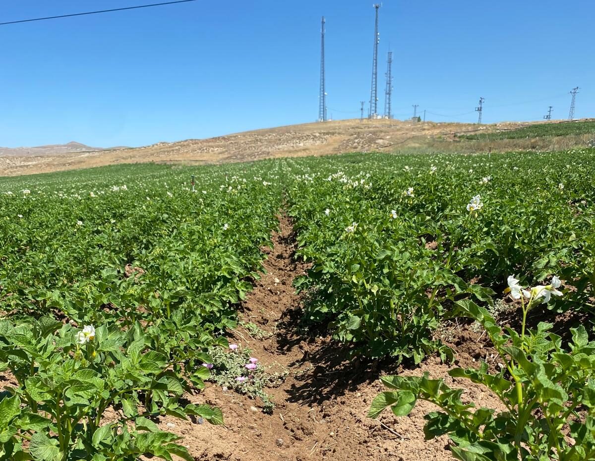 Patates ekiminde kullanılan gübreler ve patates gübresi