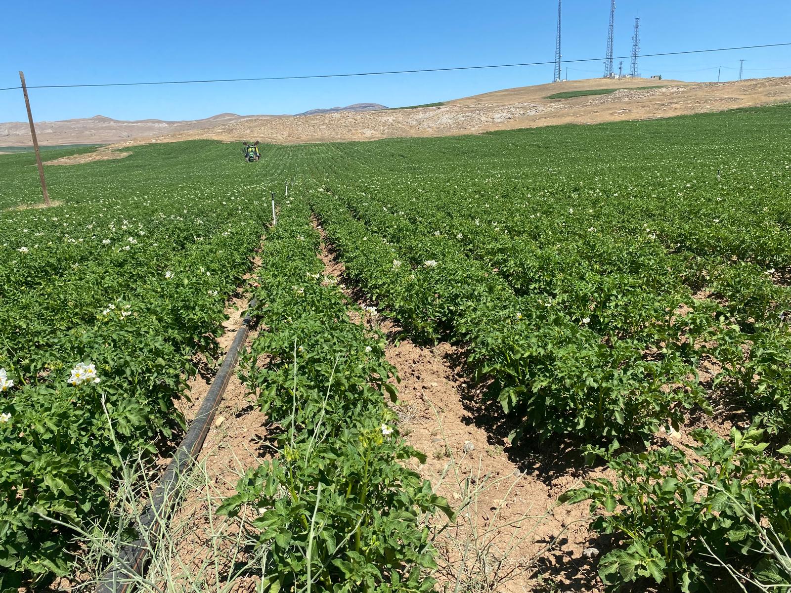 Patates büyütme gübresi ve patates gübreleme programı
