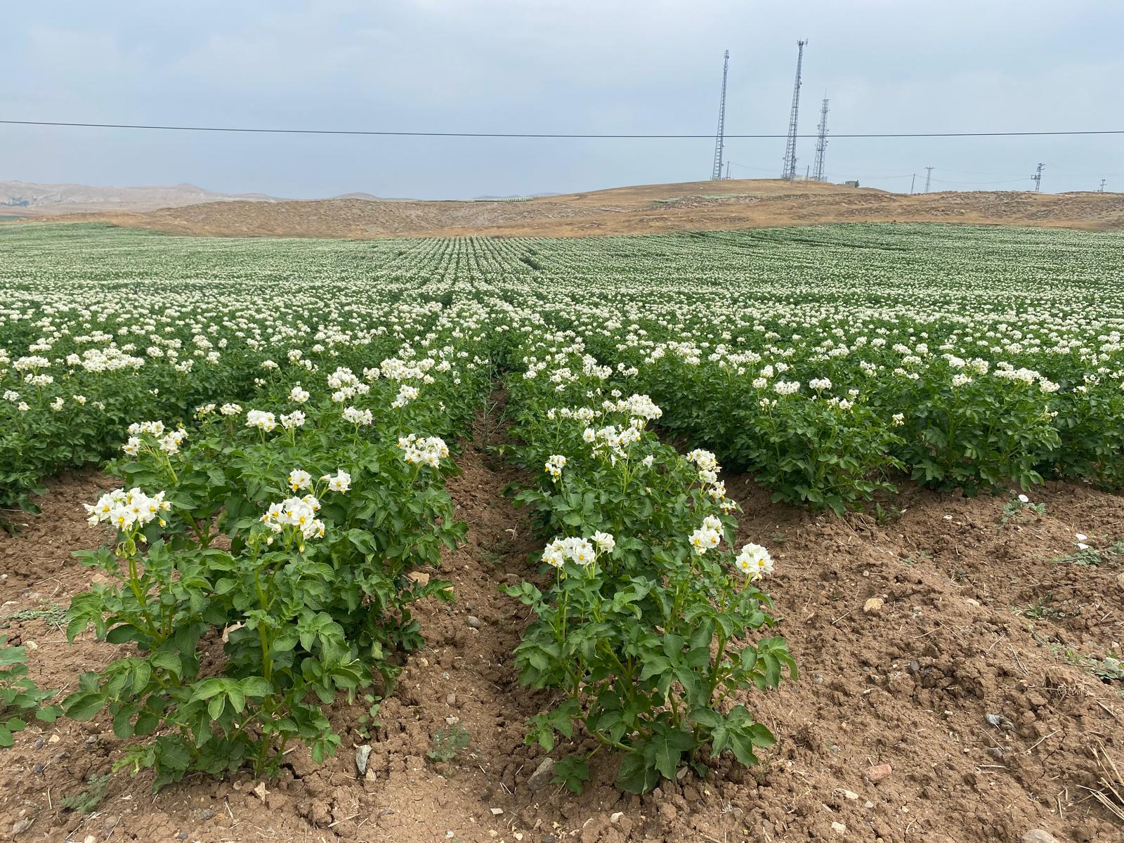 Patates verimi artıran gübre ve patates gübreleme programı